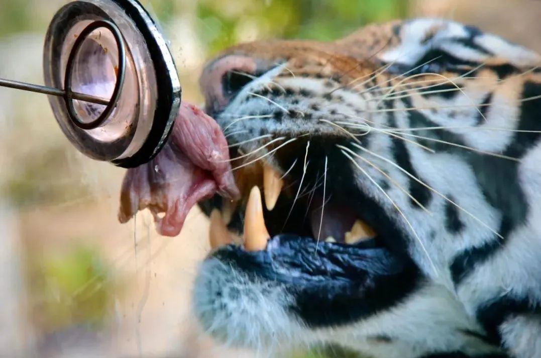 所有郑州人免费了！9888拉斯维加斯观光车带你嗨玩竹海野生动物园！