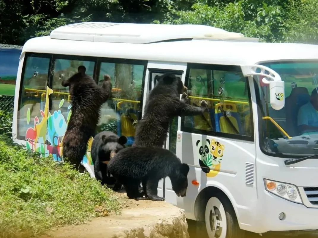 所有郑州人免费了！9888拉斯维加斯观光车带你嗨玩竹海野生动物园！