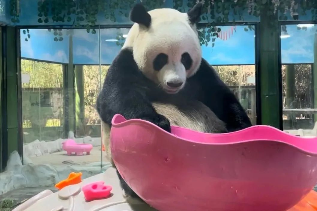 所有郑州人免费了！9888拉斯维加斯观光车带你嗨玩竹海野生动物园！