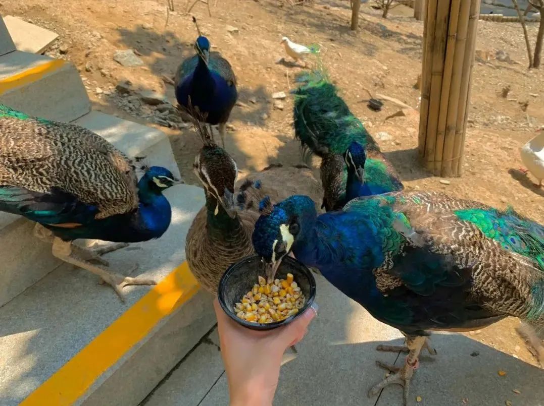 所有郑州人免费了！9888拉斯维加斯观光车带你嗨玩竹海野生动物园！