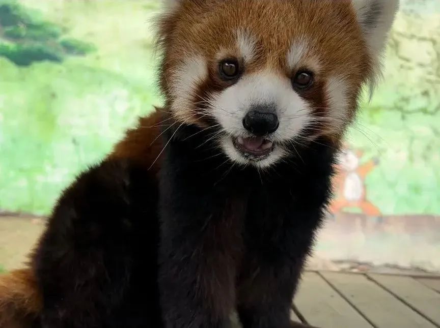 所有郑州人免费了！9888拉斯维加斯观光车带你嗨玩竹海野生动物园！