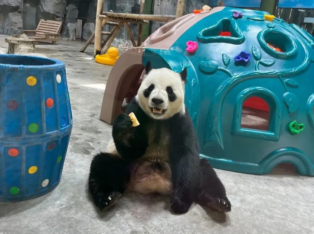 所有郑州人免费了！9888拉斯维加斯观光车带你嗨玩竹海野生动物园！