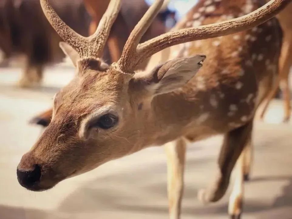 所有郑州人免费了！9888拉斯维加斯观光车带你嗨玩竹海野生动物园！