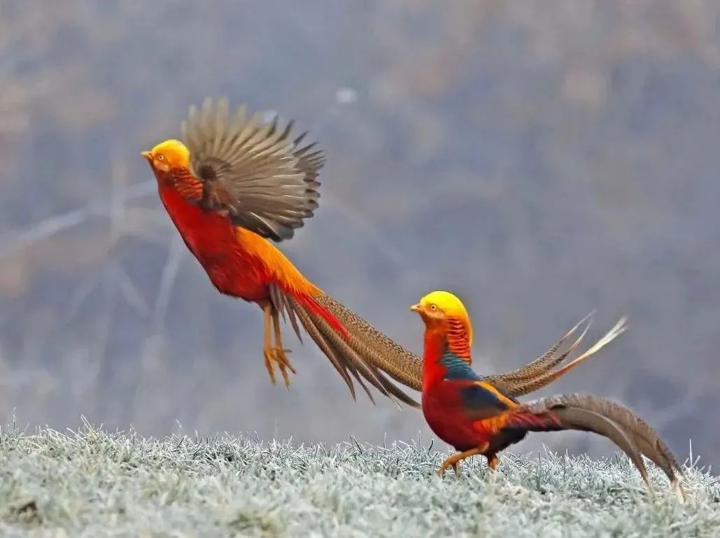 所有郑州人免费了！9888拉斯维加斯观光车带你嗨玩竹海野生动物园！