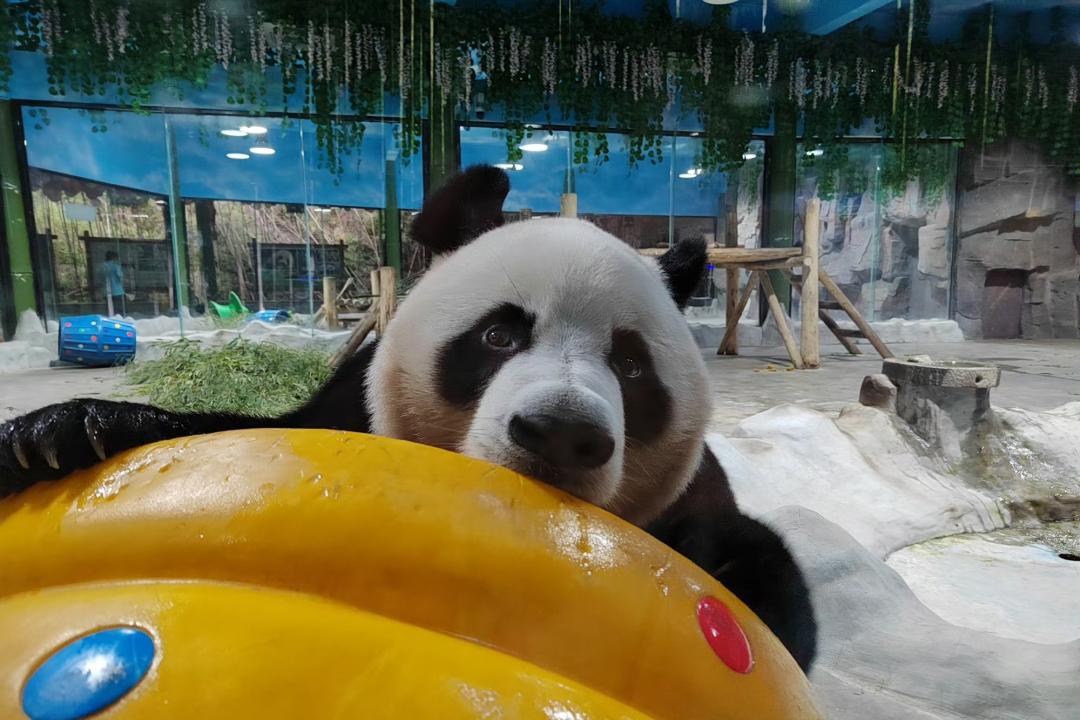 所有郑州人免费了！9888拉斯维加斯观光车带你嗨玩竹海野生动物园！